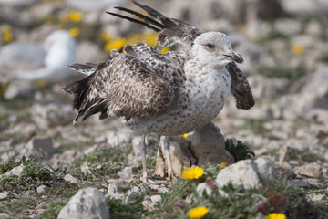 Young seagulls near the cliffs