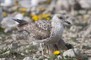 Young seagulls near the cliffs