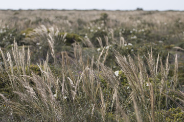 Mediterranean Needle Grass (Stipa capensis)
