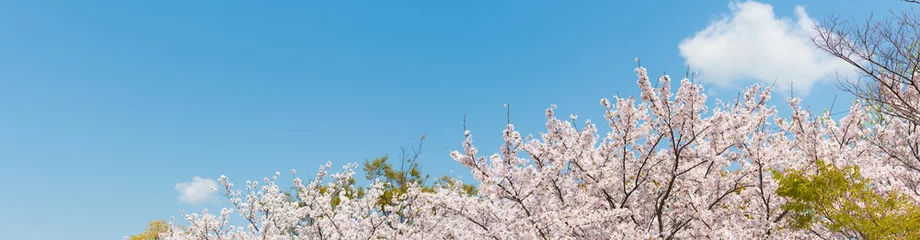 Cercles muraux Fleur de cerisier Fleurs de cerisier, image de printemps