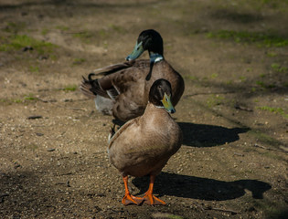mallard ducks