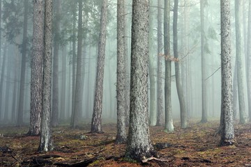 Mysterious fog among the trees in the autumn forest.