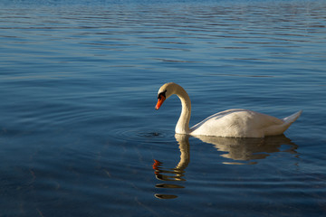 Cygne