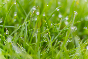 Dew drops on bright green grass with sun flare