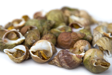 Coquillages