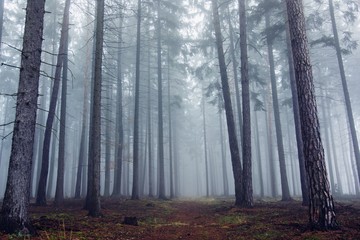 Mysterious fog among the trees in the autumn forest.