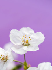 Obraz premium サクラの花