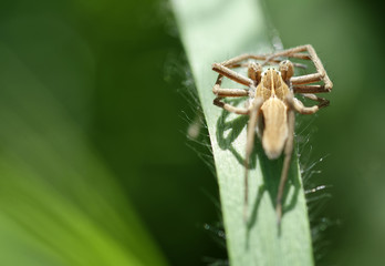detail of a spider