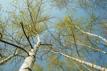 Fototapeta premium Bottom view of birch forest in sunlight in the spring morning. Scenic view.