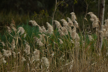 reeds