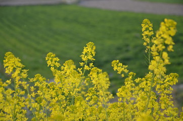 菜の花　見ごろ