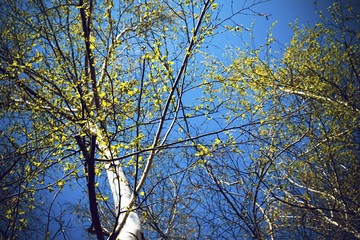 Bottom view of birch forest in sunlight in the spring morning. Scenic view.