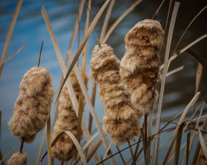 bullrushes
