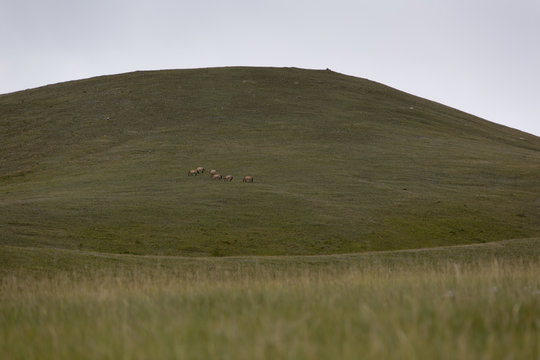 Wilde Przewalski-Pferdeherde in der Mongolei