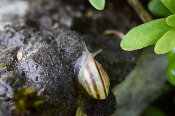 Schnecke mit Schneckenhaus