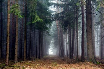 Path in misty autumn forest.