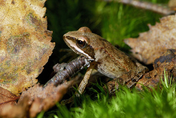 Rana dalmatina / Grenouille agile