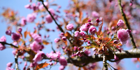 Close up view of Pink Tree Blossoms