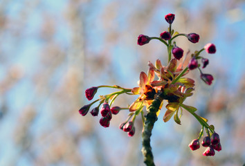 Close up view of Pink Tree Blossoms still closed