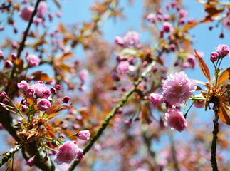 Close up view of Pink Tree Blossoms
