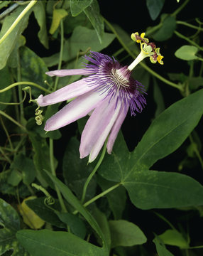 Passiflora violacea / Passiflora x violacea / Passiflore violette