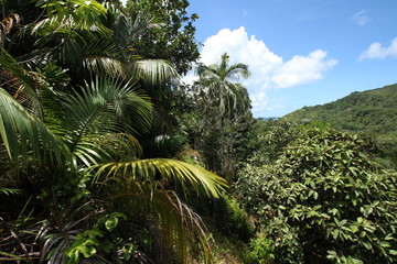 Fototapeta na wymiar Vallée de Mai Nature Reserve, Praslin Island, Seychelles, Indian Ocean, Africa / The park is the habitat of the endemic coco-de-mer palm tree, which is the largest double nut in the world. 