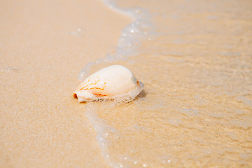Sea shell on sand. Summer beach background