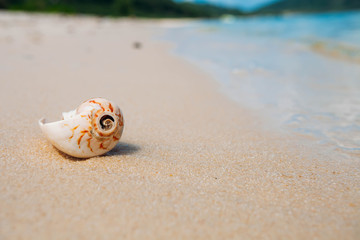 Sea shell on sand. Summer beach background