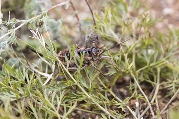 Heuschrecke in der mongolischen Steppe