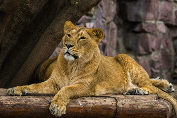 Naklejka na ściany i meble The Asiatic lioness rests and looks forward.
