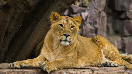 The Asiatic lioness rests and looks forward.