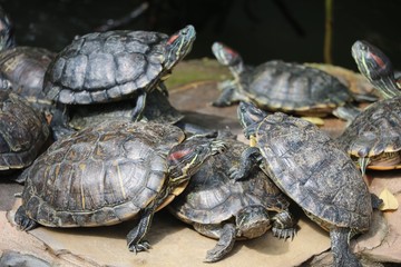 Turtles