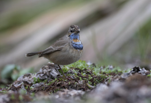 Blue throa