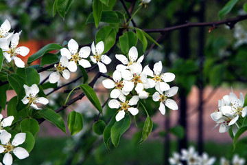 branch of a blossoming tree