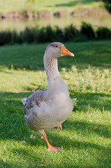 Wild goose in a city park