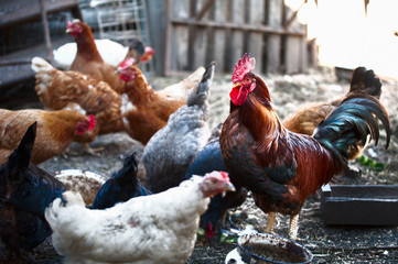 Chicken coop. Beautiful cock
