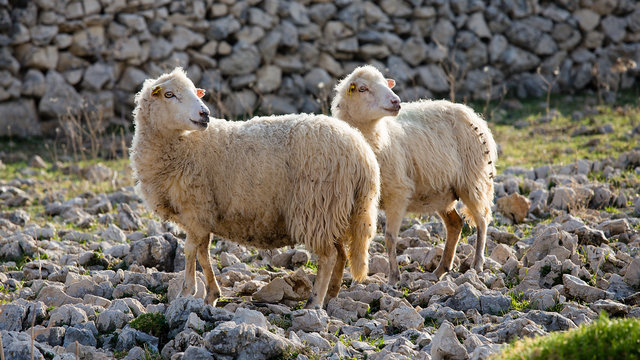 Flock Of Sheep on pasture - two female long-tailed sheep, island Pag, Croatia 