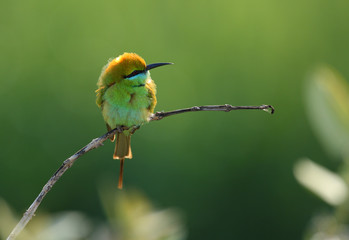 Little green bee Eater