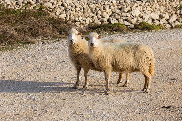 Flock Of Sheep on pasture - two female long-tailed sheep, island Pag, Croatia