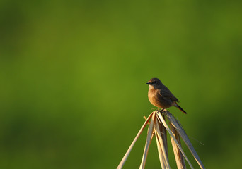 Pied bush chat