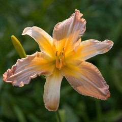 Flower orange lily close-up