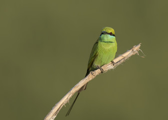 Little green Bee eater