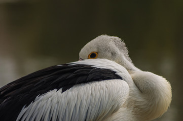 Pelican