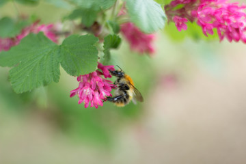 Biene sammelt Blüte Nektar Pollen Honig