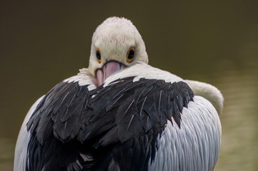 Pelican