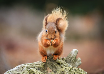 Cute red squirrel feeding, County of Northumberland, England