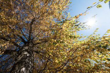 Fototapeta premium Birke Baum Laub Herbst Himmel Farben