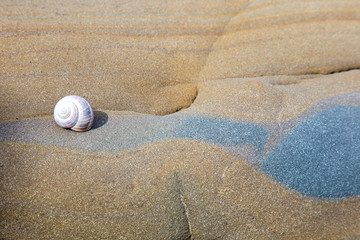 Snail shell on rock - little snail house on brown and blue rock
