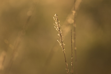 Marsh at sunrise
