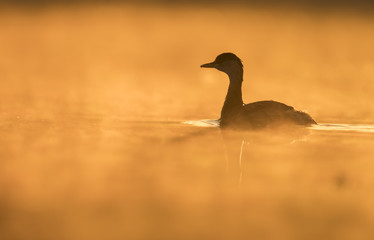 Little Grebe